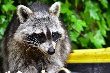 Rakun - Rakun - Waschbaer - Raton Laveur 