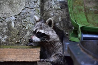 Rakun - Rakun - Waschbaer - Raton Laveur 