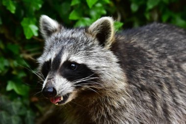 Rakun - Rakun - Waschbaer - Raton Laveur 