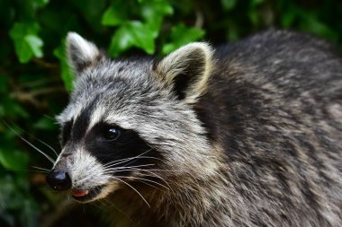 Rakun - Rakun - Waschbaer - Raton Laveur 