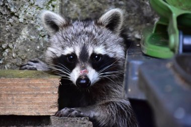 Rakun - Rakun - Waschbaer - Raton Laveur 