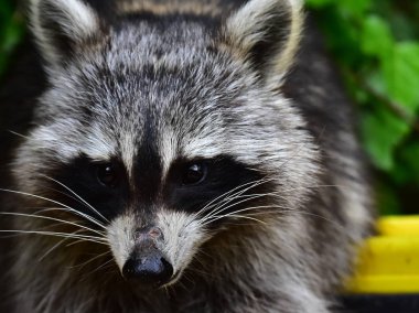 Rakun - Rakun - Waschbaer - Raton Laveur 