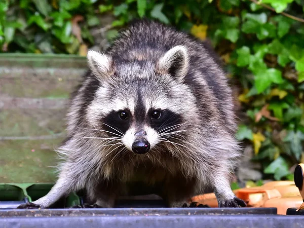 Rakun - Rakun - Waschbaer - Raton Laveur 