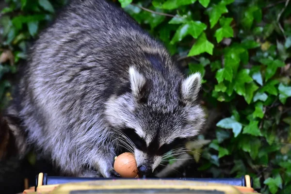 Raccoon Coon Waschbaer Raton Laveur — Stock Photo, Image