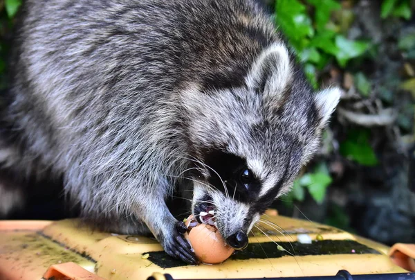 Rakun - Rakun - Waschbaer - Raton Laveur 