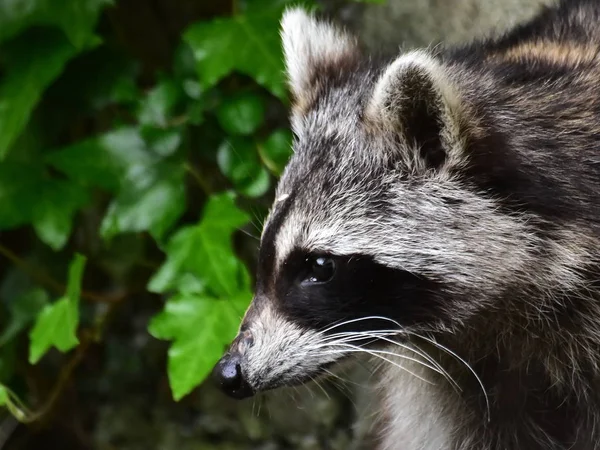 Rakun - Rakun - Waschbaer - Raton Laveur 