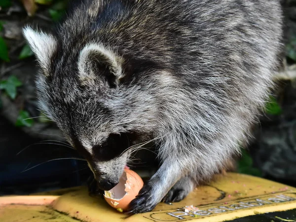 Rakun - Rakun - Waschbaer - Raton Laveur 