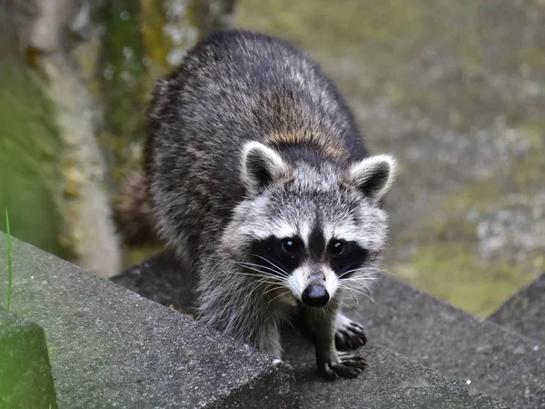 Rakun - Rakun - Waschbaer - Raton Laveur 