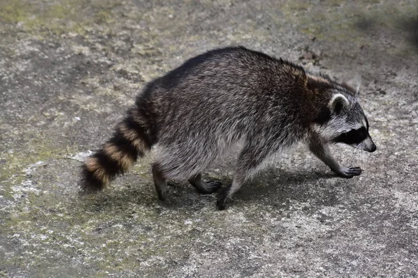 Raccoon Coon Waschbaer Raton Laveur — Stock Photo, Image