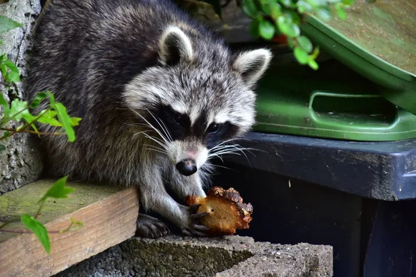 Rakun - Rakun - Waschbaer - Raton Laveur 