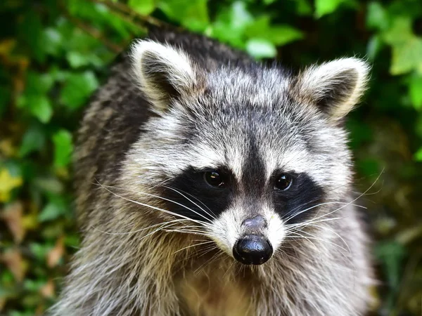 Rakun - Rakun - Waschbaer - Raton Laveur 