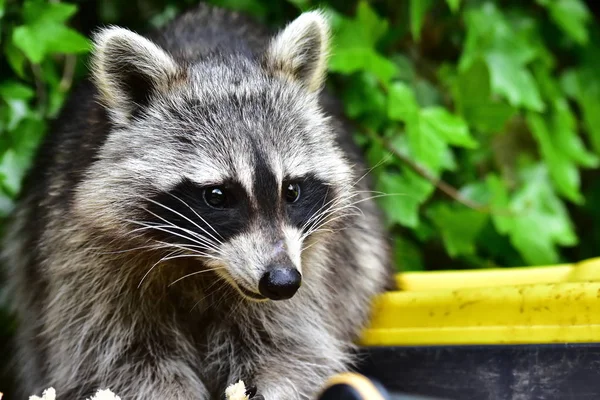 Rakun - Rakun - Waschbaer - Raton Laveur 