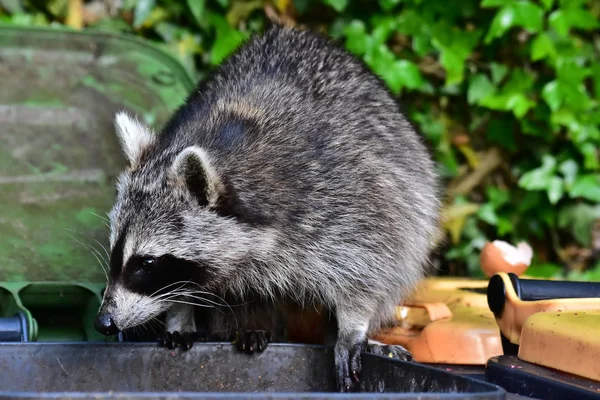 Rakun - Rakun - Waschbaer - Raton Laveur 