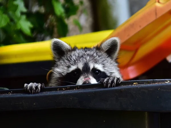 Mapache Coon Waschbaer Raton Laveur —  Fotos de Stock