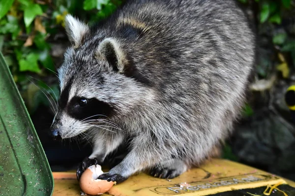 Rakun - Rakun - Waschbaer - Raton Laveur 