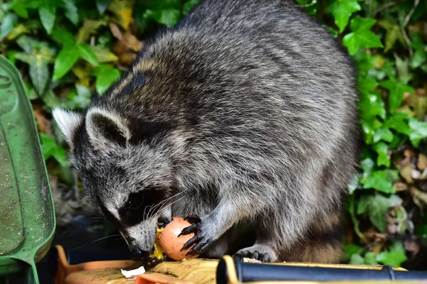 Rakun - Rakun - Waschbaer - Raton Laveur 