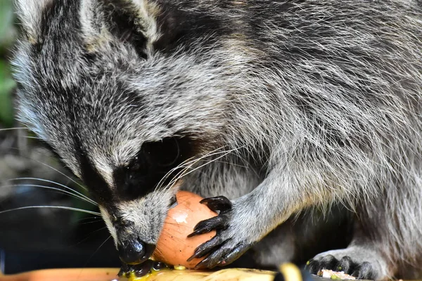 Rakun - Rakun - Waschbaer - Raton Laveur 