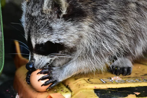 Rakun - Rakun - Waschbaer - Raton Laveur 