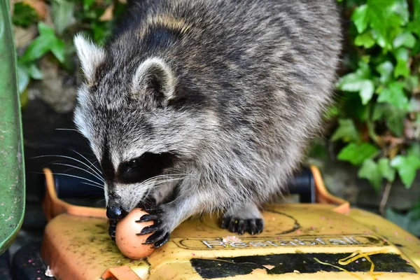 Rakun - Rakun - Waschbaer - Raton Laveur 