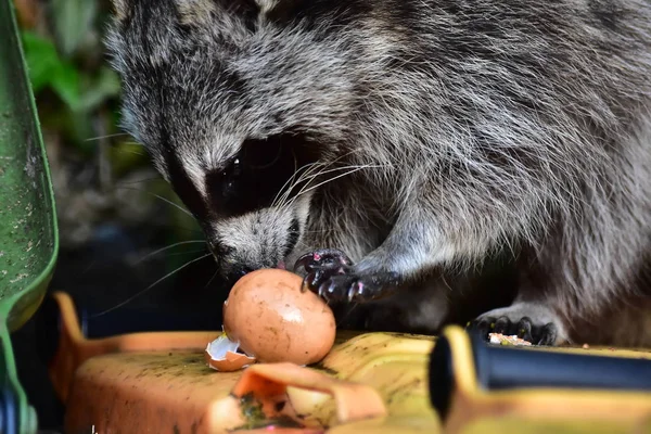 Rakun - Rakun - Waschbaer - Raton Laveur 