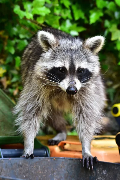 Mapache Coon Waschbaer Raton Laveur — Foto de Stock