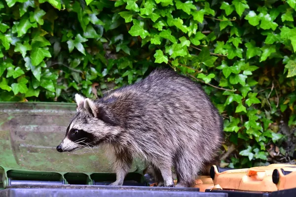 Rakun - Rakun - Waschbaer - Raton Laveur 