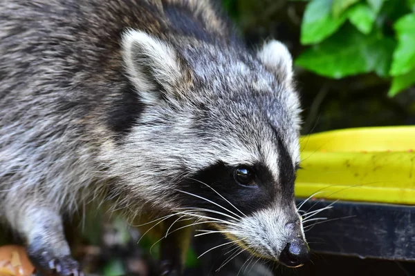 Rakun - Rakun - Waschbaer - Raton Laveur 