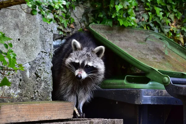 Rakun - Rakun - Waschbaer - Raton Laveur 