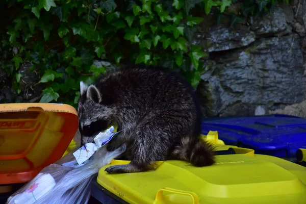 Rakun - Rakun - Waschbaer - Raton Laveur 