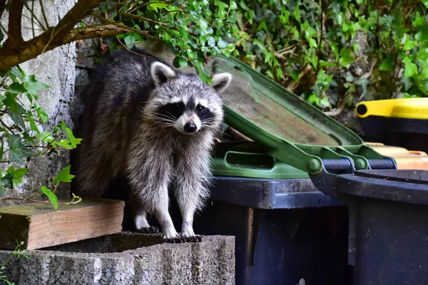 Rakun - Rakun - Waschbaer - Raton Laveur 