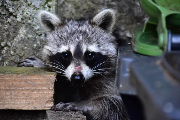 Rakun - Rakun - Waschbaer - Raton Laveur 