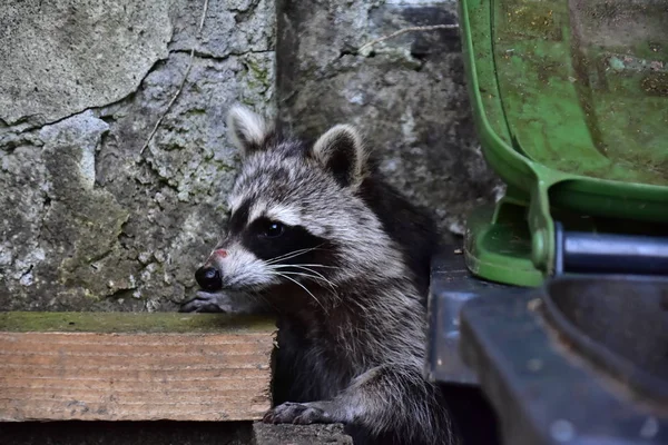 Rakun - Rakun - Waschbaer - Raton Laveur 