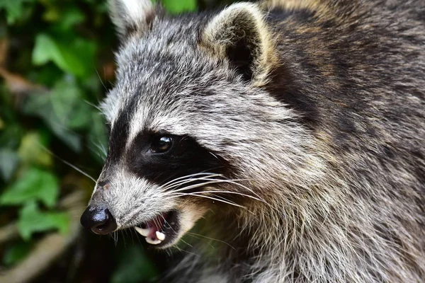 Raccoon Coon Waschbaer Raton Laveur — Stock Photo, Image