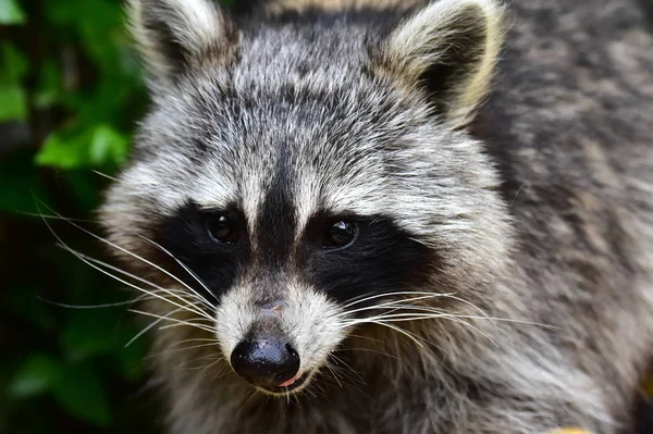 Mapache Coon Waschbaer Raton Laveur —  Fotos de Stock