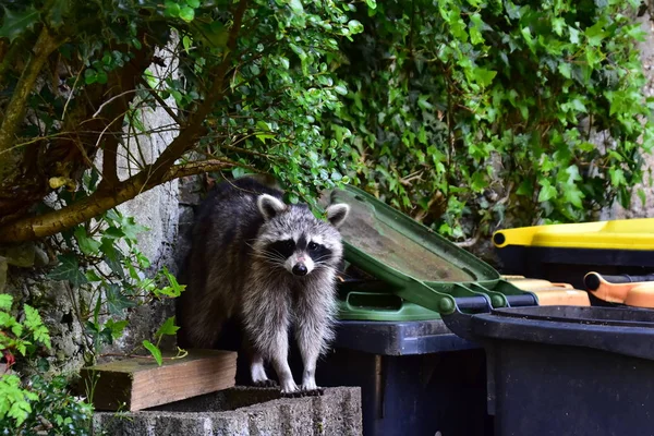 Rakun - Rakun - Waschbaer - Raton Laveur 