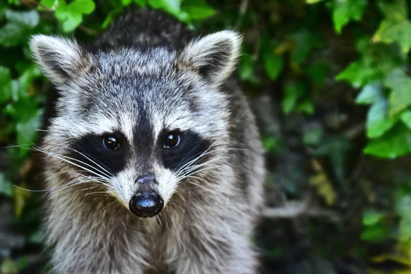 Rakun - Rakun - Waschbaer - Raton Laveur 