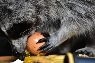 Rakun - Rakun - Waschbaer - Raton Laveur 