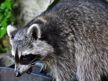 Rakun - Rakun - Waschbaer - Raton Laveur 