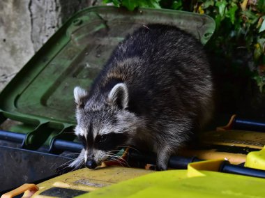 Rakun - Rakun - Waschbaer - Raton Laveur 