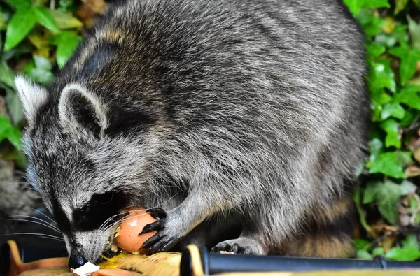 Rakun - Rakun - Waschbaer - Raton Laveur 