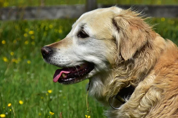 Gerçek bir arkadaş, Altın Redtriever.