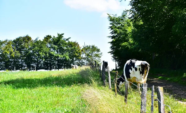 Küçük bir Alman köyü - Guppenbroich