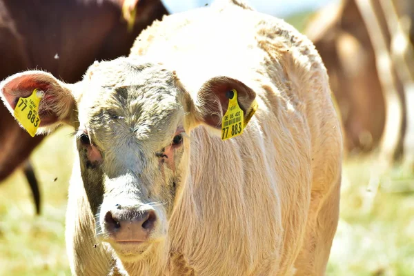 Bovinos Vacas Terneros — Foto de Stock