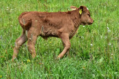 Sığır, inekler ve buzağı