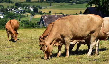Sığır, inekler ve buzağı