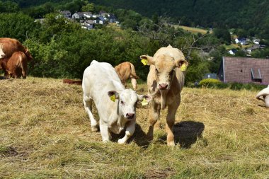 Sığır, inekler ve buzağı