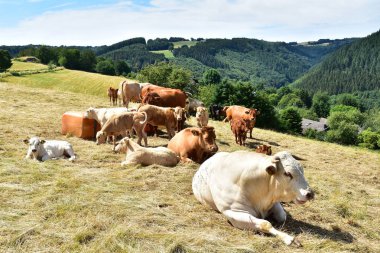 Sığır, inekler ve buzağı