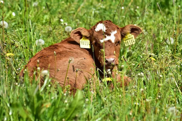 Cattle Cows Calves — Stock Photo, Image