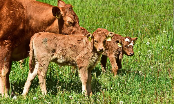 Nötkreatur Kor Och Kalvar — Stockfoto