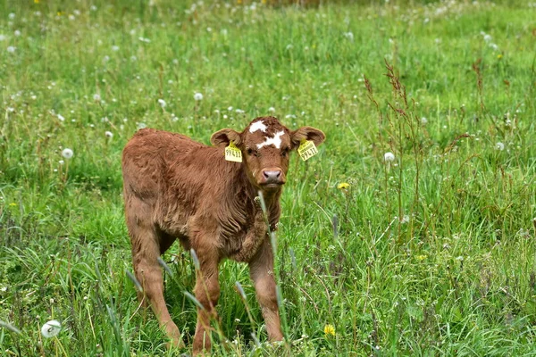 Nötkreatur Kor Och Kalvar — Stockfoto